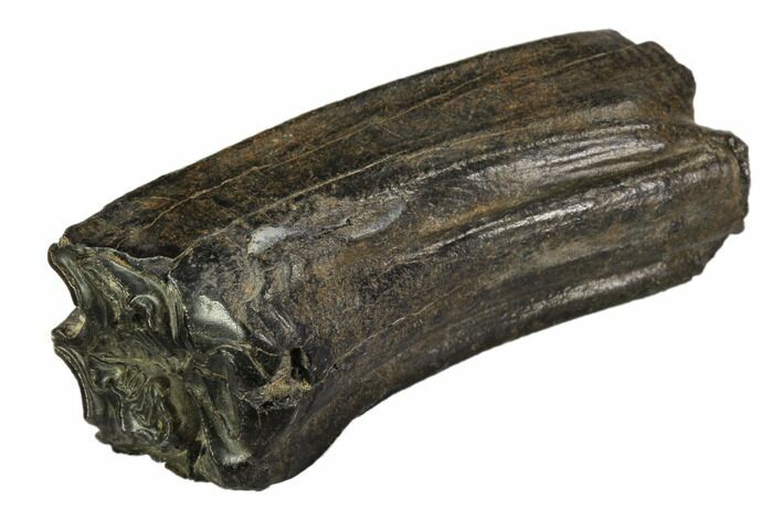 Pleistocene Aged Fossil Horse Tooth - Florida #104223